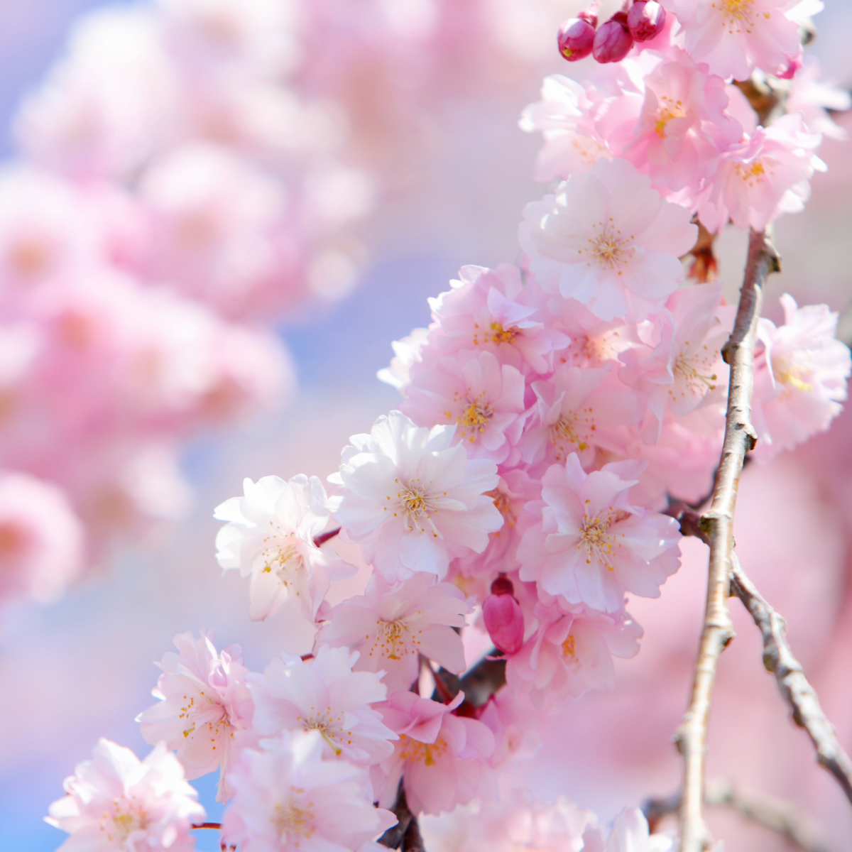 枝垂れ桜